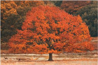 Schubiger M&ouml;bel Digitaldruck auf Acrylglas Herbstbaum