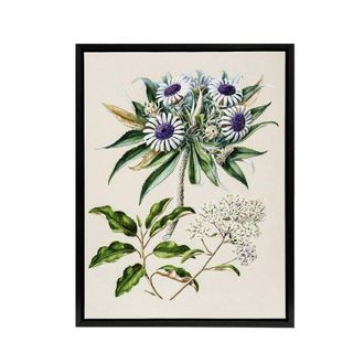 Artery8 New Zealand Teteaweka Plant Flowers Featon Framed Canvas Wall Art in Beige | Size: W24 x H32