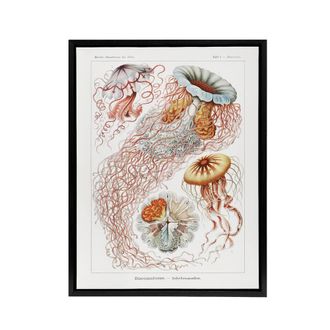 Artery8 Lions Mane Jellyfish Haeckel Botanical Black Framed Canvas Wall Art in White | Size: W24 x H32