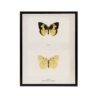 Artery8 Southern Dogface Butterfly Sherman Denton Framed Canvas Wall Art Print in White | Size: W24 x H32