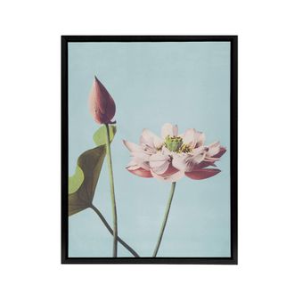 Artery8 Pink Lotus Flower Blooms Framed Canvas Wall Art Print Ogawa Kazumasa in Blue | Size: W24 x H32