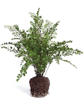 Napa Home & Garden 18in Maidenhair Drop-In For Pots
