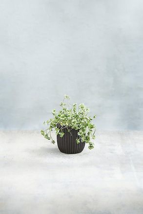 Terrain Fiber Concrete Barrel Pot