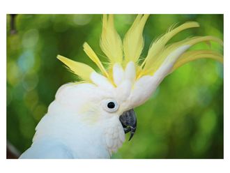 Schubiger M&ouml;bel Digitaldruck auf Acrylglas Kakadu