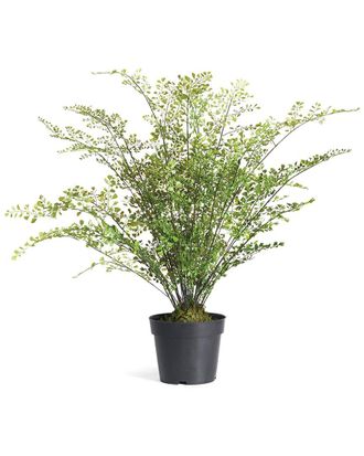 Napa Home & Garden Maidenhair Drop-In 30In
