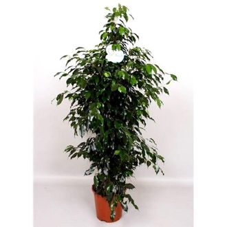 OEM Planta Natural Ficus Benjamina. Altura 140 Cm
