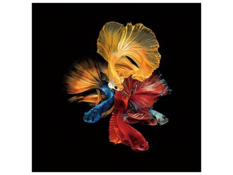 Schubiger M&ouml;bel Digitaldruck auf Glas Bunte Schleierschw&auml;nze