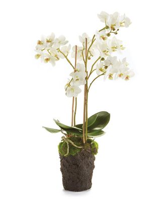 Napa Home & Garden 20In Phalaenopsis Orchid Drop-In