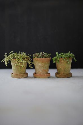 Terrain Earth Fired Clay Herb Pot + Saucer, Set of 3