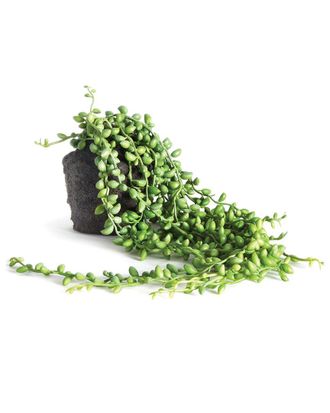 Napa Home & Garden Dnu/Inactive Napa Home & Garden 26In String Of Pearls Drop-In