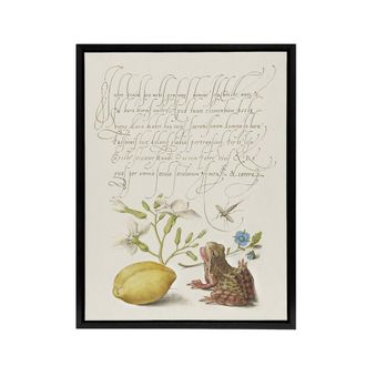 Artery8 Gillyflower Almond & Frog Calligraphy Framed Canvas Wall Art Print in White | Size: W24 x H32