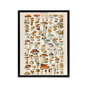 Artery8 Millot Encyclopedia Page Mushroom Fungus Framed Canvas Wall Art Print | Size: W24 x H32