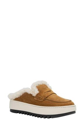 Aquatalia Amata Genuine Shearling Lined Weatherproof Mule in Camel Suede at Nordstrom, Size 10.5