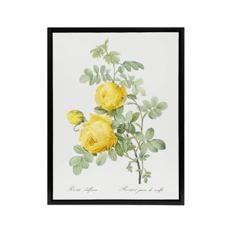 Artery8 Yellow Rose Botanical Redoute Vintage Black Framed Canvas Wall Art in White | Size: W24 x H32