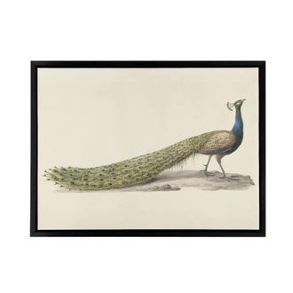 Artery8 Pieter Pietersz Barbiers Blue Peacock Framed Canvas Wall Art Print in Beige | Size: W24 x H32