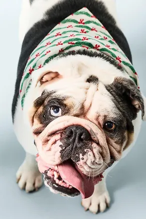 Anthropologie Pet Bandana Pack