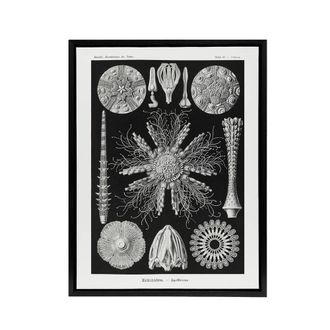 Artery8 Sea Urchin Ocean Beach Haeckel Botanical Black Framed Canvas Wall Art | Size: W24 x H32
