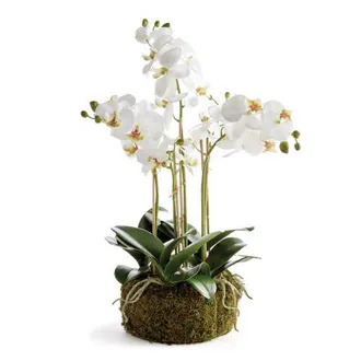 Napa Home & Garden Phalaenopsis Orchid Bowl Artificial Plant Drop-In in White at Nordstrom