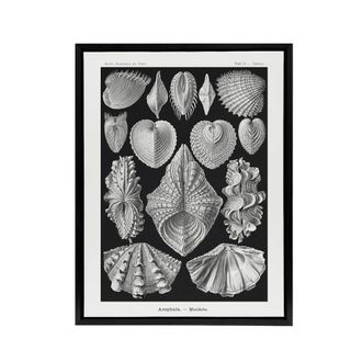 Artery8 Mollusks Clams Oysters Haeckel Botanical Black Framed Canvas Wall Art | Size: W24 x H32