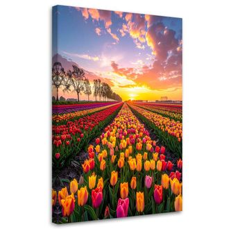 Feeby Impresi&oacute;n De Imagen, Tulipanes, Flores, Prado, Vista, 80x120