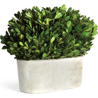Napa Home & Garden Boxwood Bush In Oval Pot in Green at Nordstrom