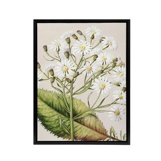 Artery8 New Zealand Brachyglottis Hectorii Daisies Featon Framed Canvas Art in Beige | Size: W24 x H32
