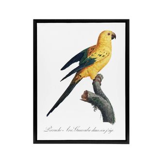 Artery8 Female Sun Parakeet Bird Francois Levaillant Framed Canvas Wall Art in White | Size: W24 x H32