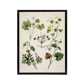 Artery8 Vintage New Zealand Wildflower Artwork Featon Framed Canvas Wall Art in Beige | Size: W24 x H32