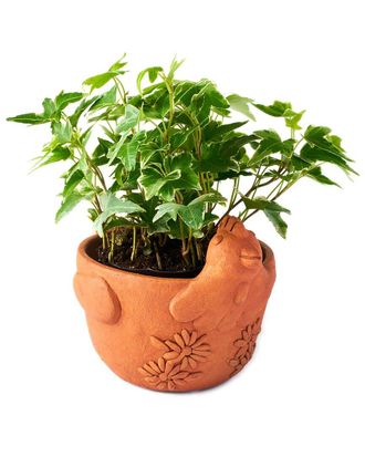 Matr Boomie Matr Boomie Rakshana Chicken Plant Pot