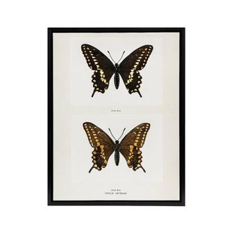 Artery8 Black Swallowtail Butterfly Sherman Denton Framed Canvas Wall Art in White | Size: W24 x H32