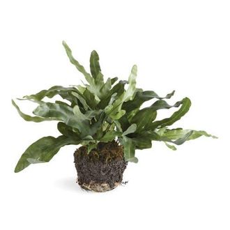 Napa Home & Garden 11.5 Echeveria Fern Drop-In Root Ball Faux Greenery Plant All Seasons at Nordstrom