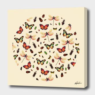 Curioos Insecta