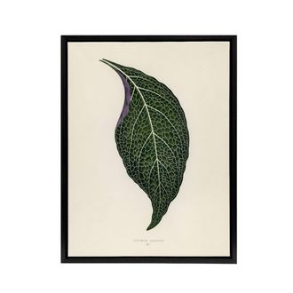 Artery8 Vintage Botanical Nerve Plant Leaf Fawcett Black Framed Canvas Art in Beige | Size: W24 x H32