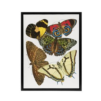 Artery8 Vintage Butterflies Papillons Framed Canvas Wall Art Print Eugene Seguy | Size: W24 x H32