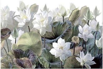 Schuller Schuller - Nenufares I- Fotografia 150x100