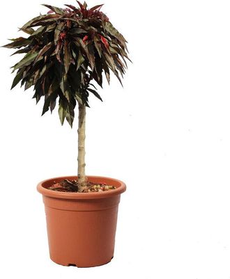 Kentis Kentis - Pesco Nano Crimson Bonfire - Prunus Persica - Pianta da Frutto - Vaso &oslash; 24 cm