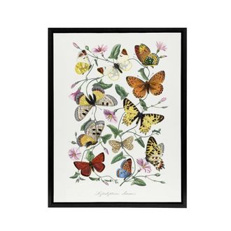Artery8 Paul Gervais Moths Butterflies & Morning Glory Framed Canvas Art in White | Size: W24 x H32
