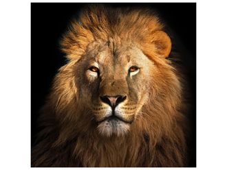 Schubiger M&ouml;bel Digitaldruck auf Glas K&ouml;nig Der L&ouml;wen