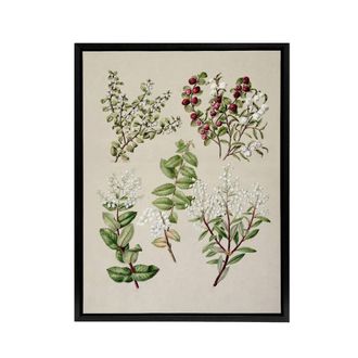Artery8 New Zealand Gaultheria Flowering Plant Featon Framed Canvas Wall Art in Beige | Size: W24 x H32