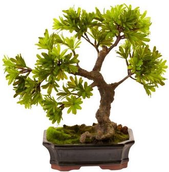 Nearly Natural Podocarpus with Mossed Bonsai Planter in Green at Nordstrom