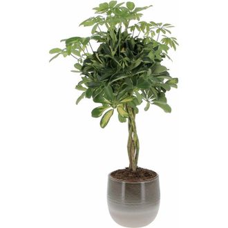 Kentis Schefflera Arboricola Gold Capella con Eco-Vaso Grey Allure - Pianta Tropicale Purifica Aria da Interno - h 75-85 cm Vaso &oslash; 19 cm