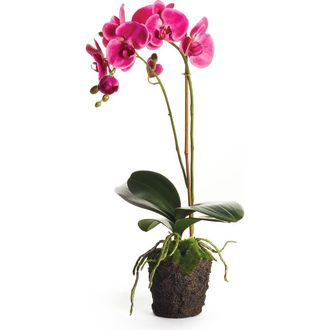 Napa Home & Garden Phalaenopsis Drop-In 23 in Pink at Nordstrom