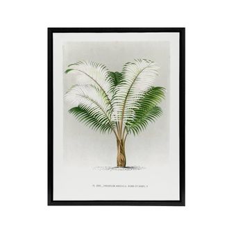 Artery8 Ceroxylon Anticola Palm Tree Kerchove Framed Canvas Wall Art Print in White | Size: W24 x H32