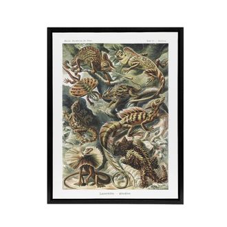 Artery8 Lacertilia Reptile Lizard Species Haeckel Black Framed Canvas Wall Art | Size: W24 x H32