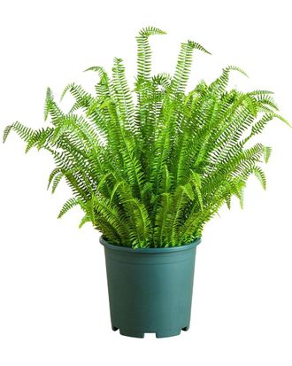 Nearly Natural 4Ft Uv-Resistant Artificial Boston Fern Plant With Real Touch Leaves (Indoor/Outdoor)