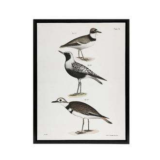 Artery8 James De Kay Ring Plover Snipe & Kildeer Framed Canvas Art Print in White | Size: W24 x H32