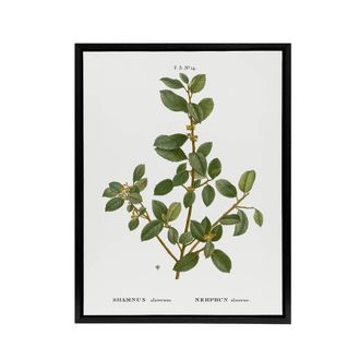 Artery8 Italian Buckthorn Botanical Redoute Black Framed Canvas Wall Art in White | Size: W24 x H32