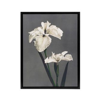 Artery8 White Water Iris Flowers Framed Canvas Wall Art Print Ogawa Kazumasa in Grey | Size: W24 x H32