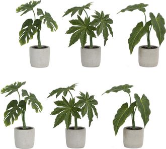 Melrose International Assorted Foliage Plant in Grey Pot (Set of 6) - Green, Brown, Grey