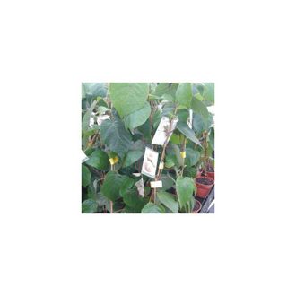 OEM 5 Plantas 1 Kiwi Macho Tomuri + 4 Kiwi Hembra Hayward. Altura 40 - 50 Cm